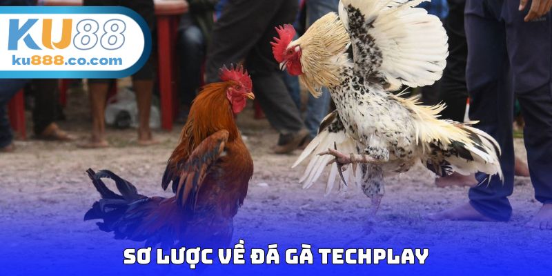 Sơ lược về đá gà Techplay